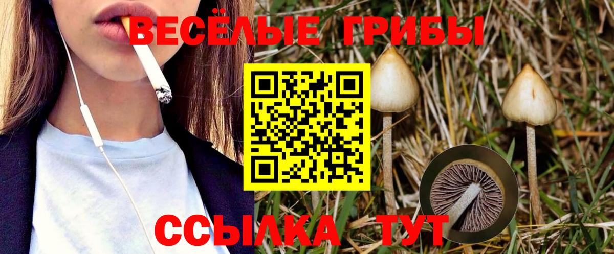 Псилоцибиновые грибы Psilocybine cubensis Барабинск